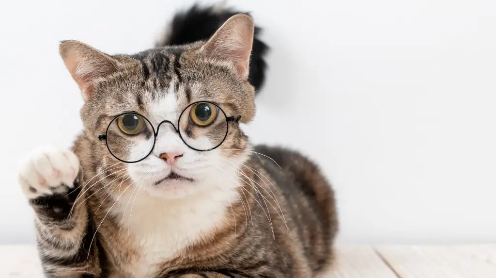 A graphic of a meme cat wearing glasses