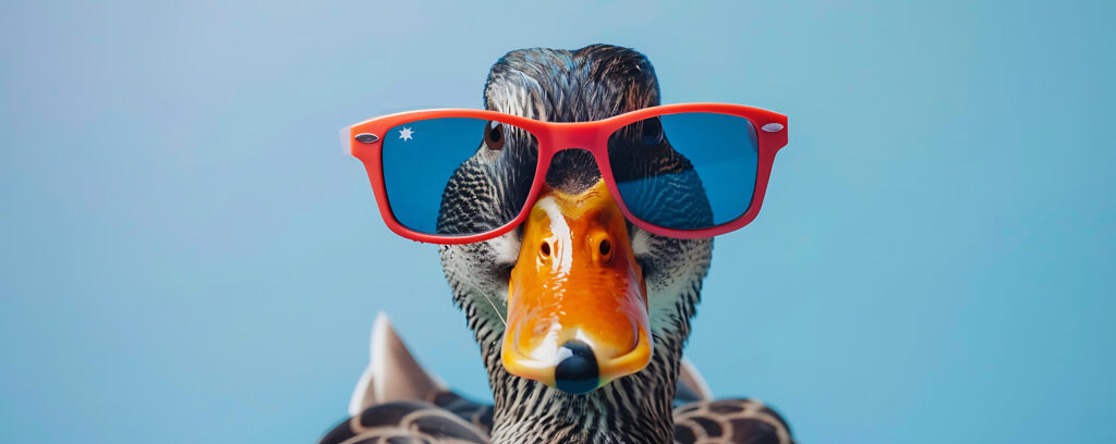 duck with sunglasses