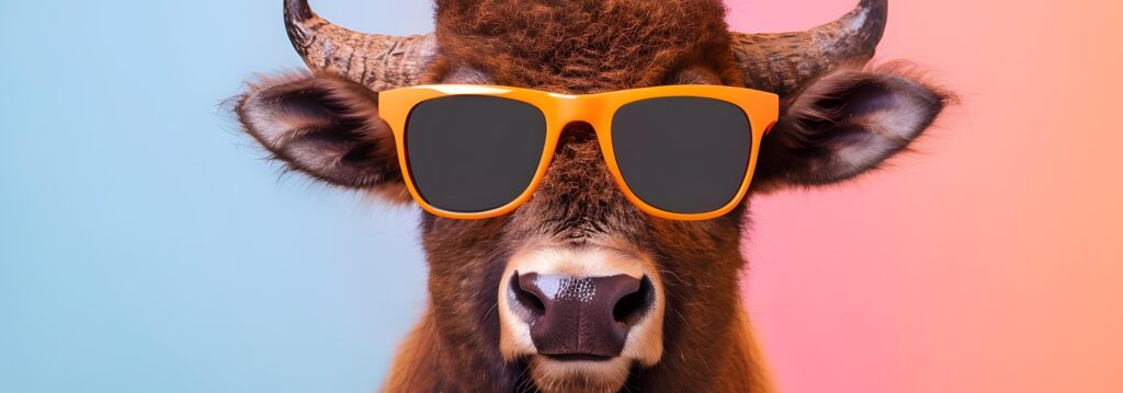 cow with sunglasses